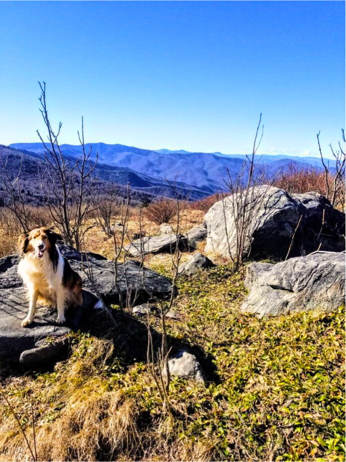 Picture of the dog standing on top of a rock with mountainous surroundings